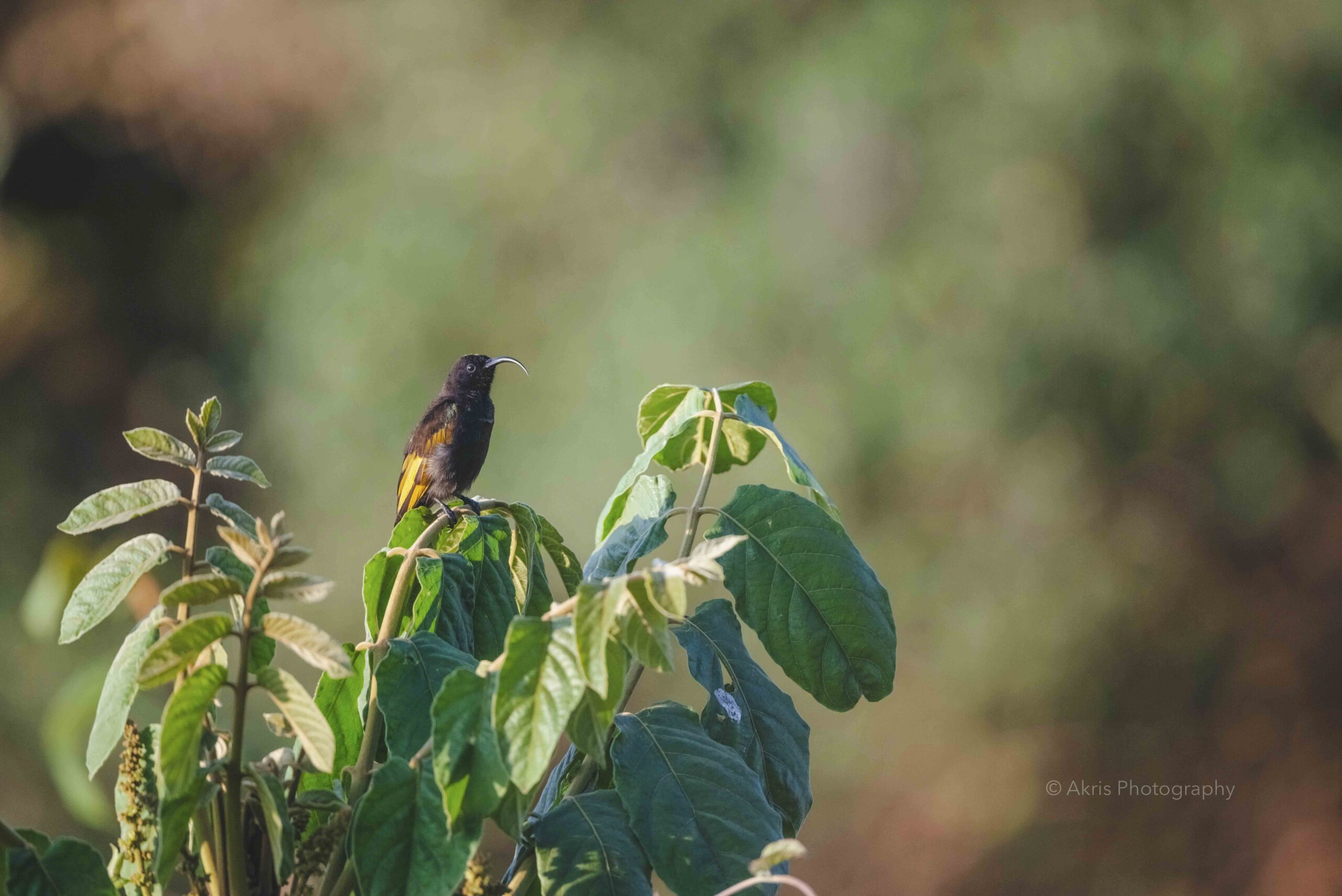Golden-winged sunbird | Aberdare, Kenya 2021