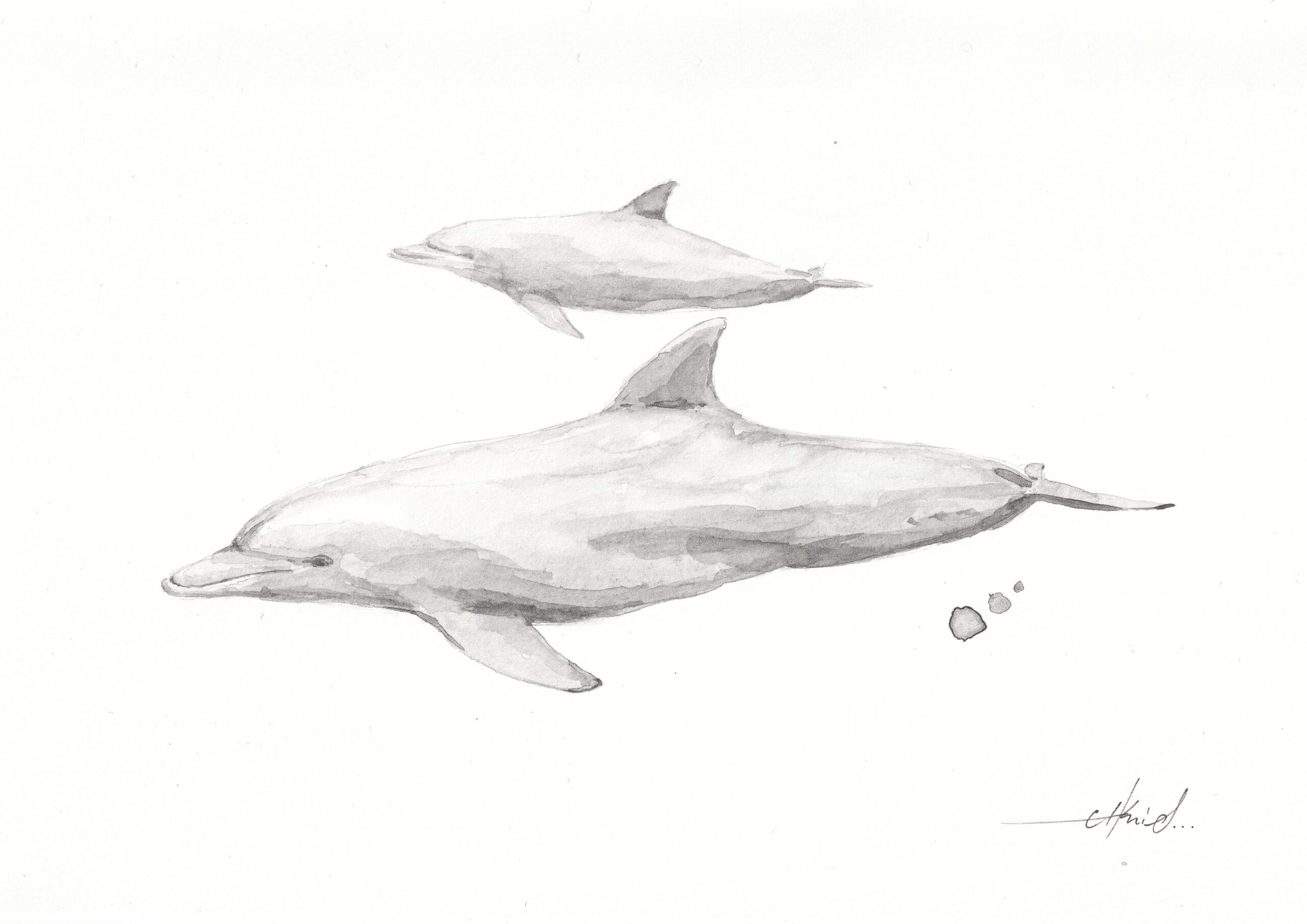 Bottlenose dolphins scaled