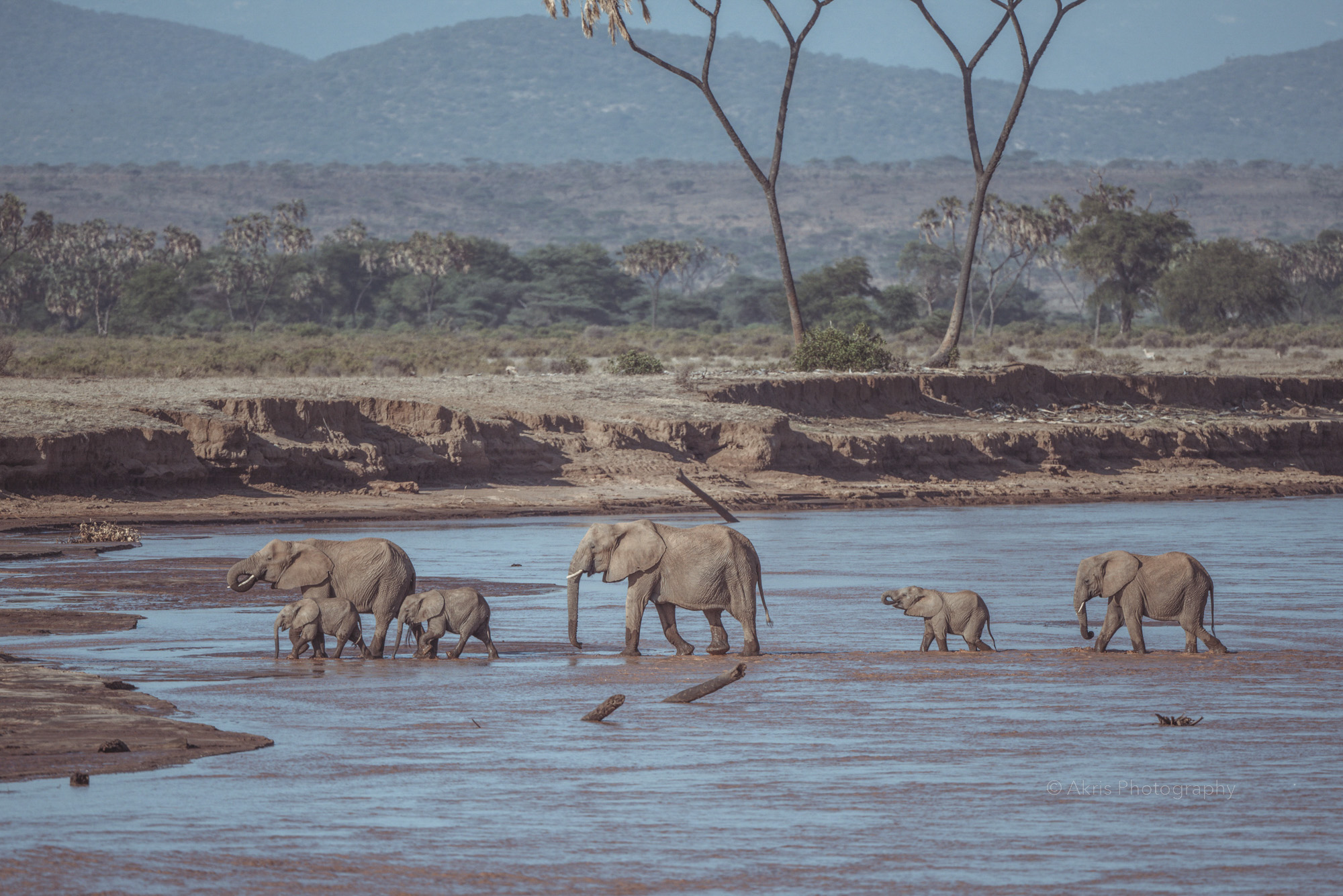 Elephants | Samburu, Kenya 2021