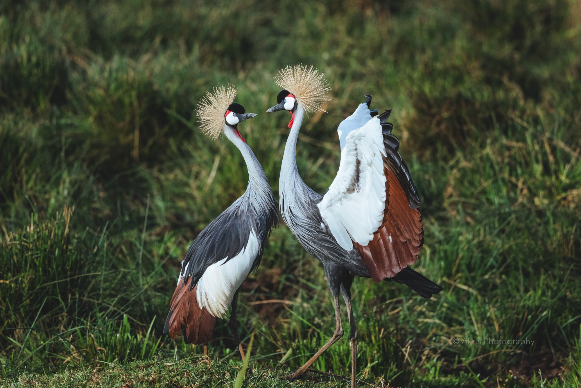 Grey crowned crane | Aberdare, Kenya 2021