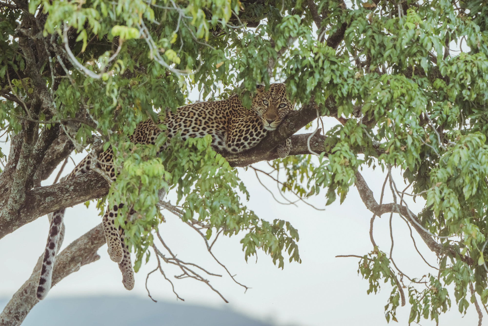 Leopard | Massai mara, Kenya 2021