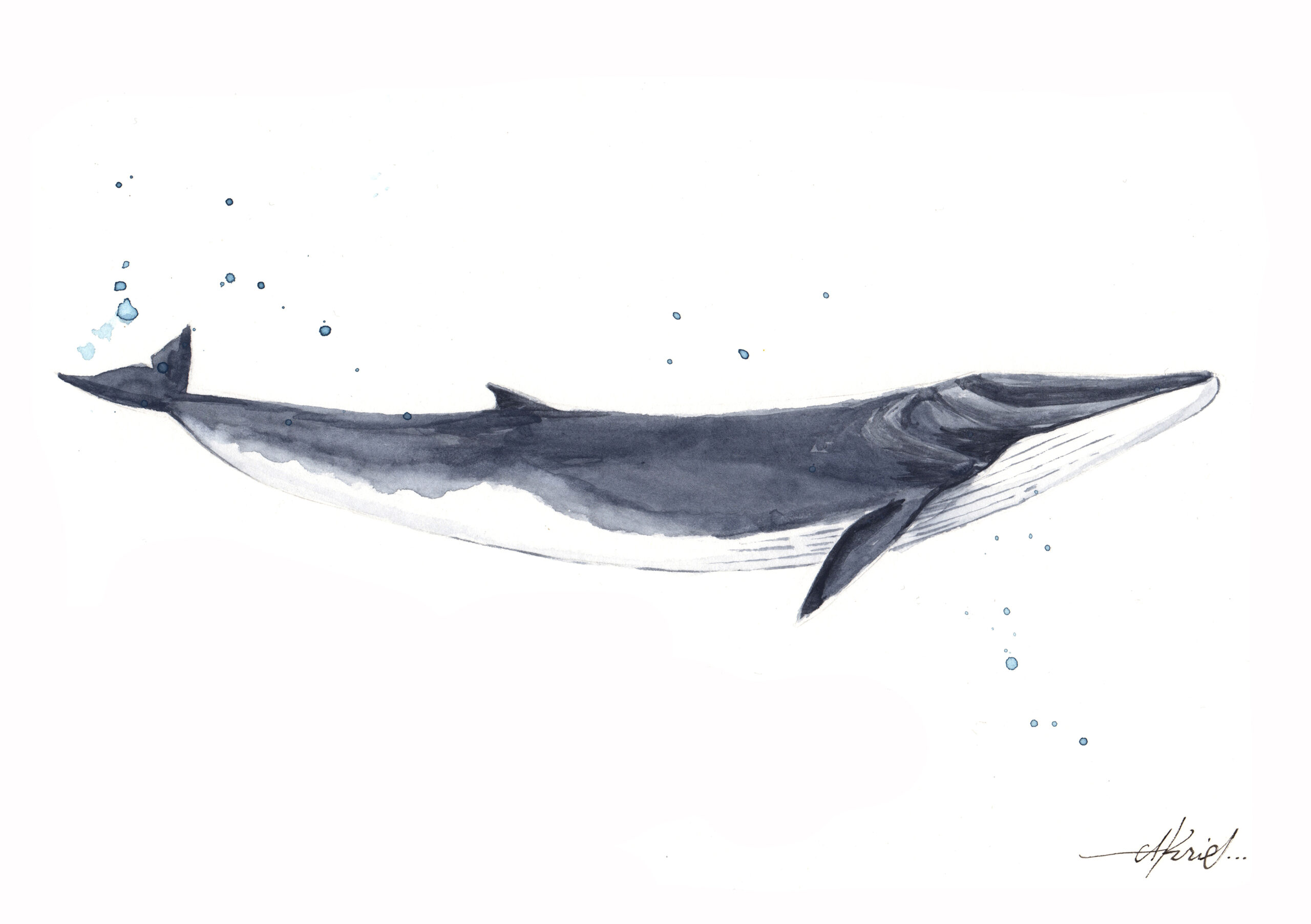 Fin whale gray