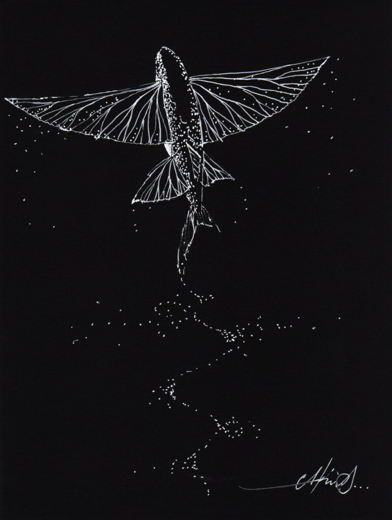 Flying fish in the night