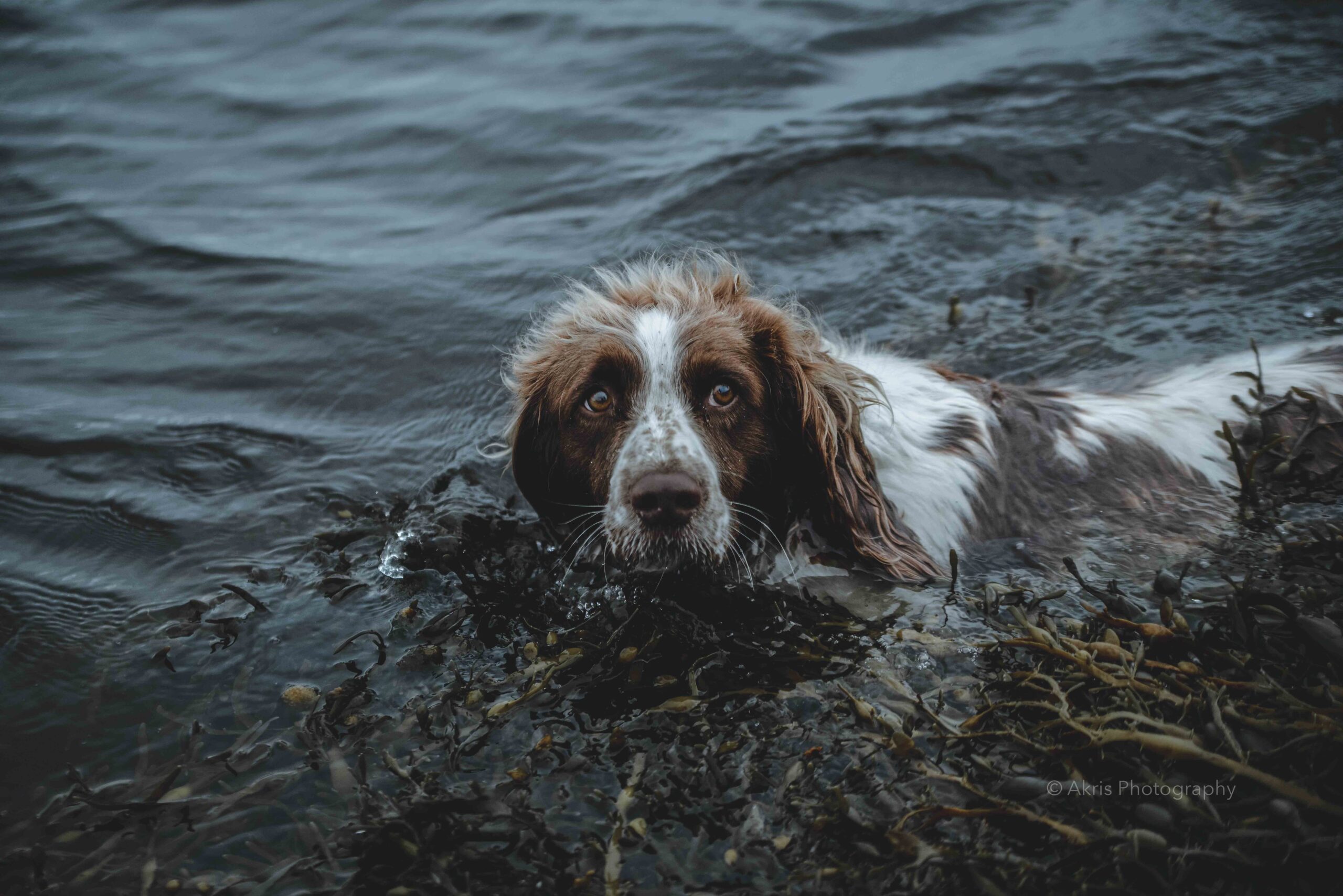 Aquatic dog! | Galway, Ireland 2017