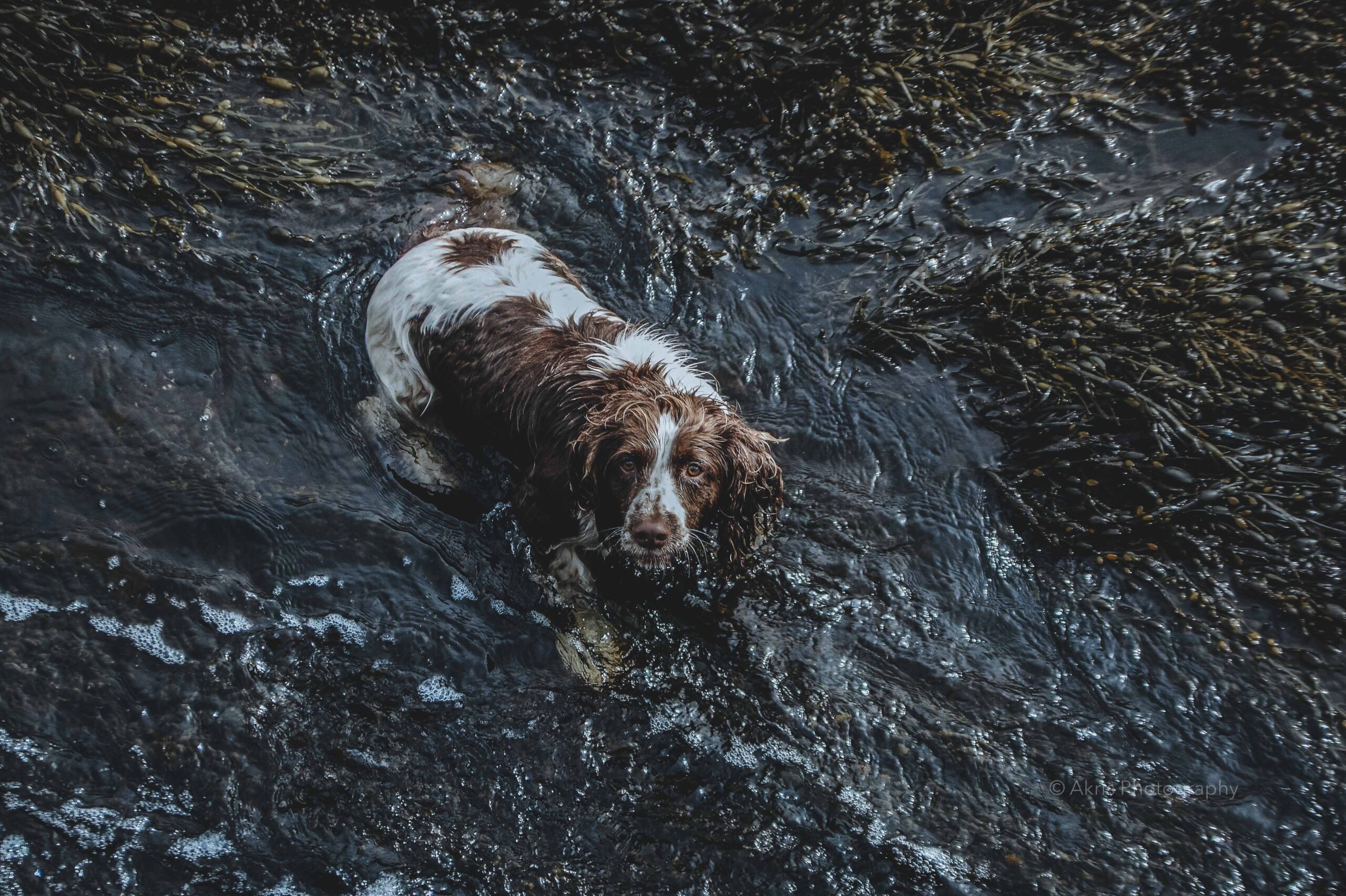 Aquatic dog! | Galway, Ireland 2017