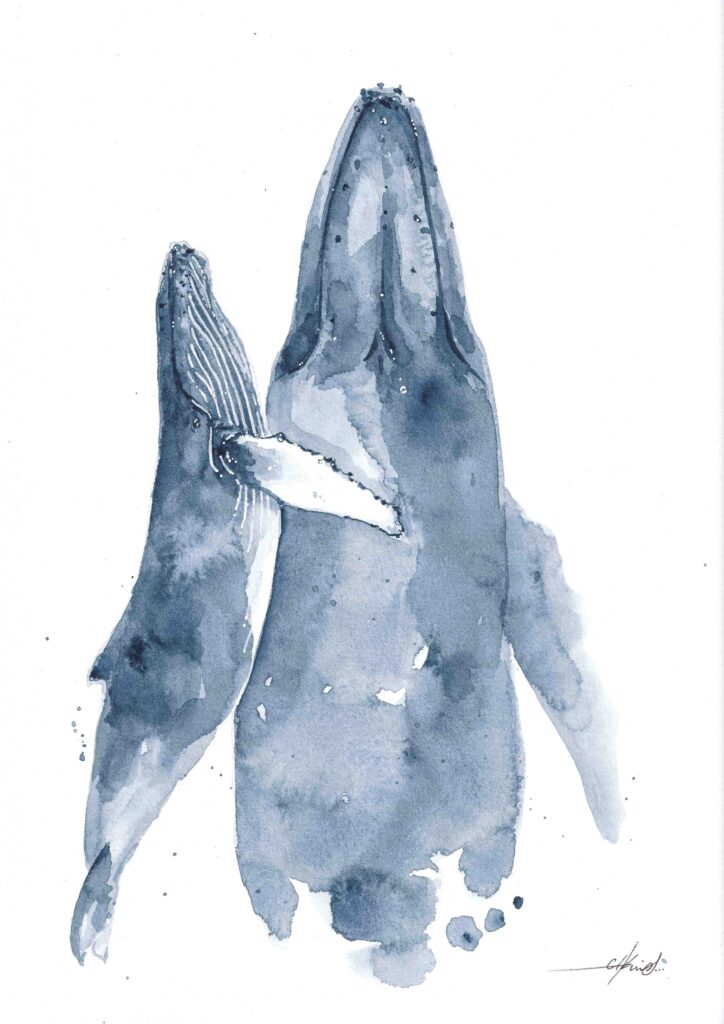 Acuarela de ballena con su cría vista desde arriba pintada a mano en tonos azules mostrando el cuerpo de la cría completo y la mitad superior de la madre
