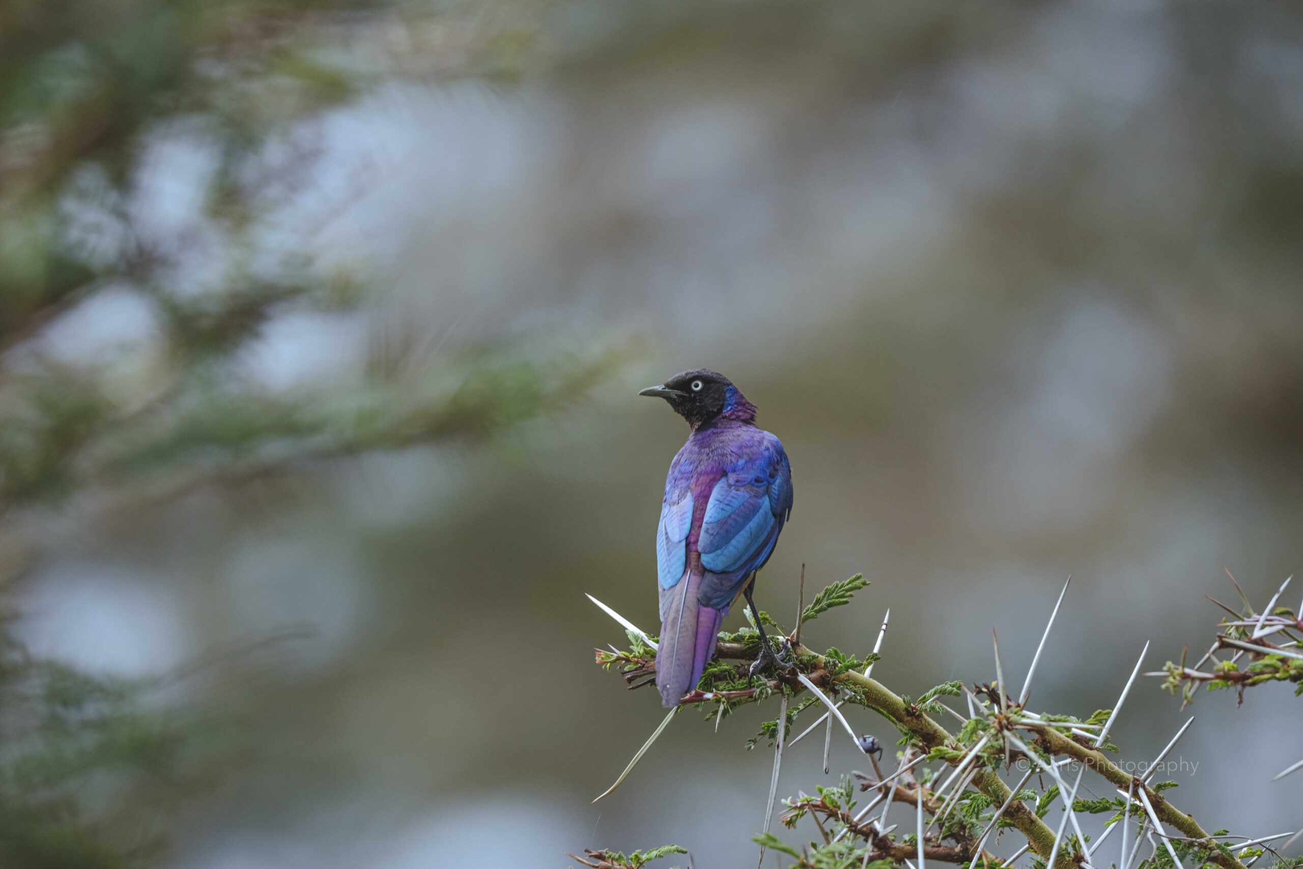 Purple starling | Lago Nakuru, Kenya 2021