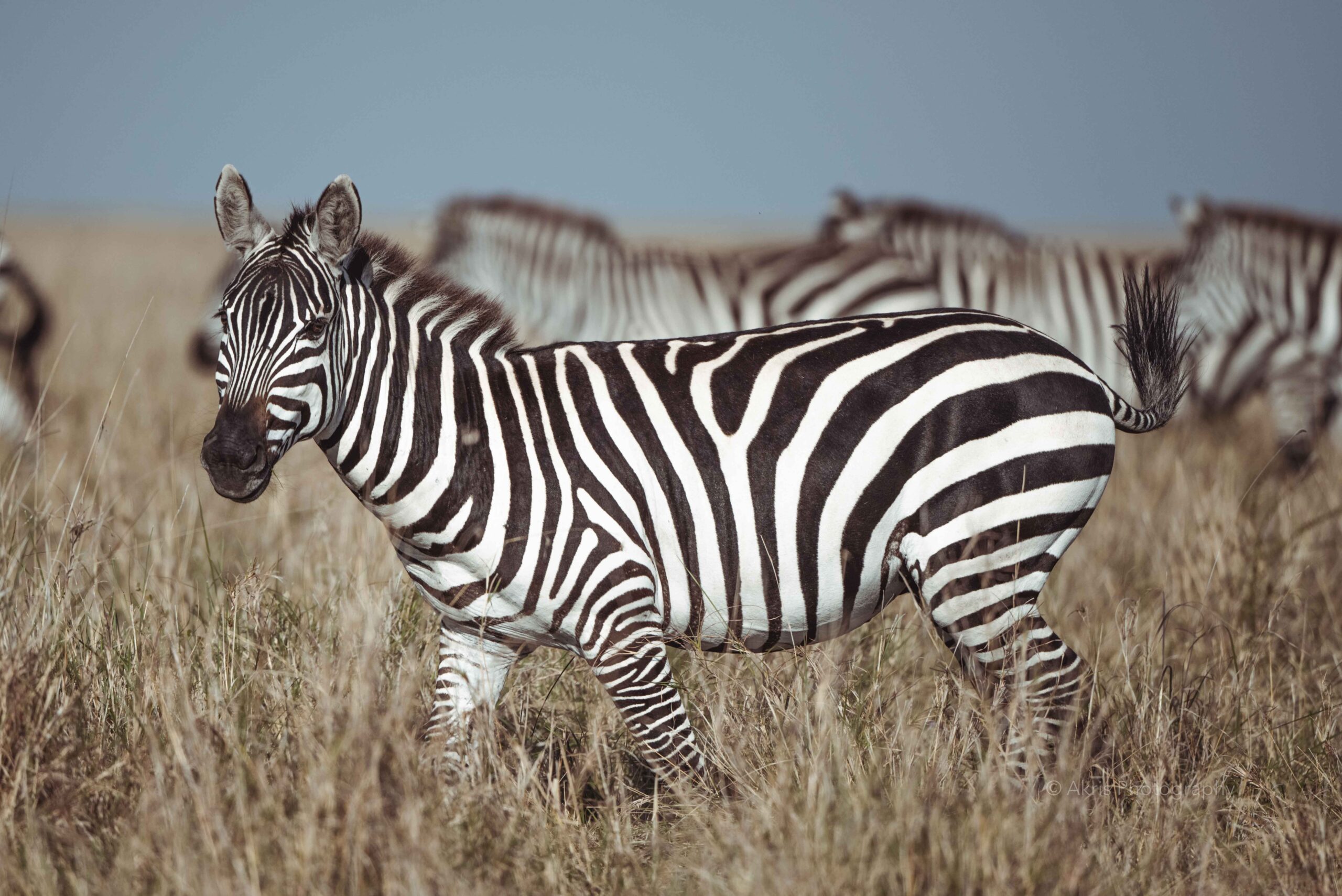 Zebra | Massai mara, Kenya 2021