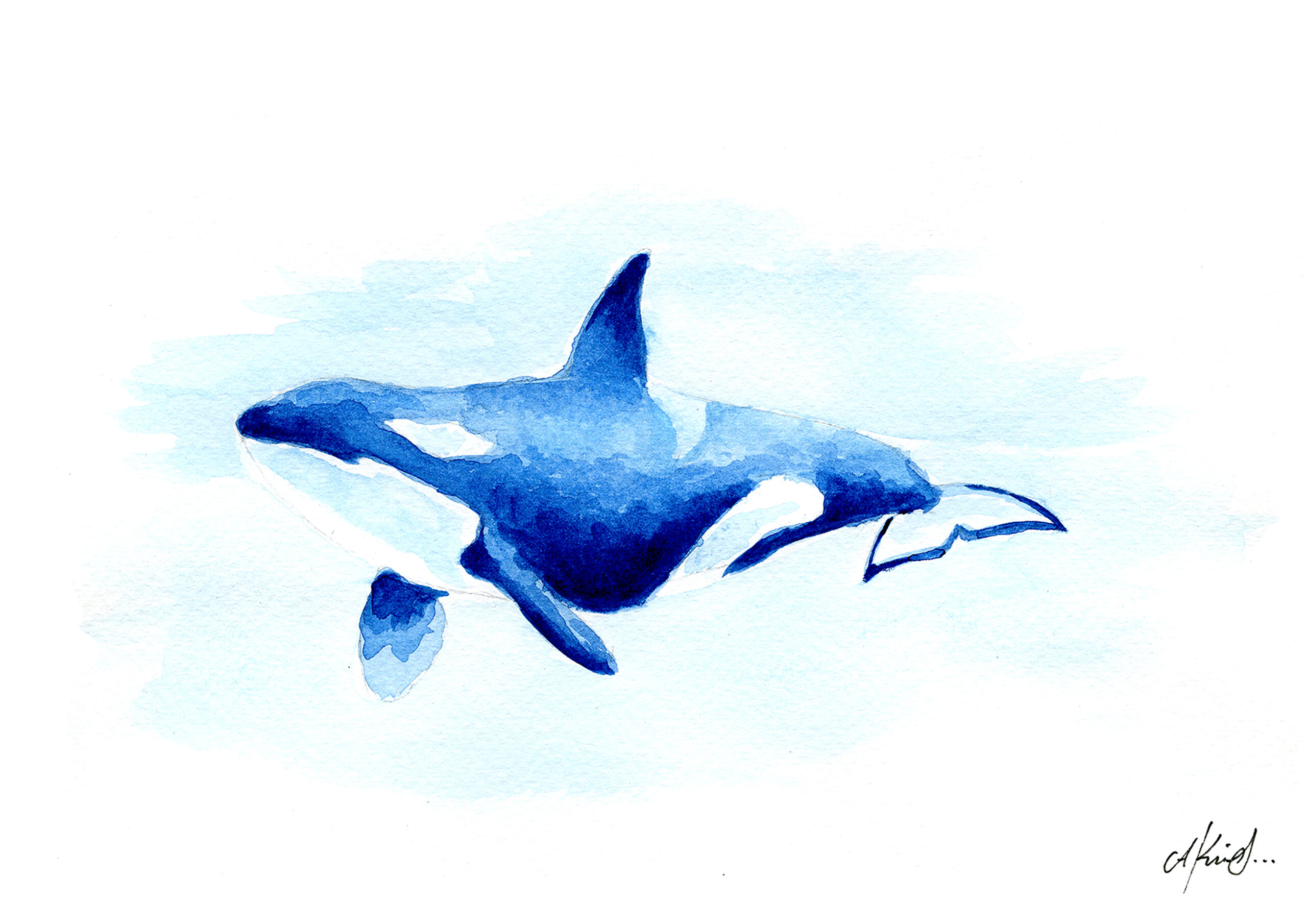Orca Underwater