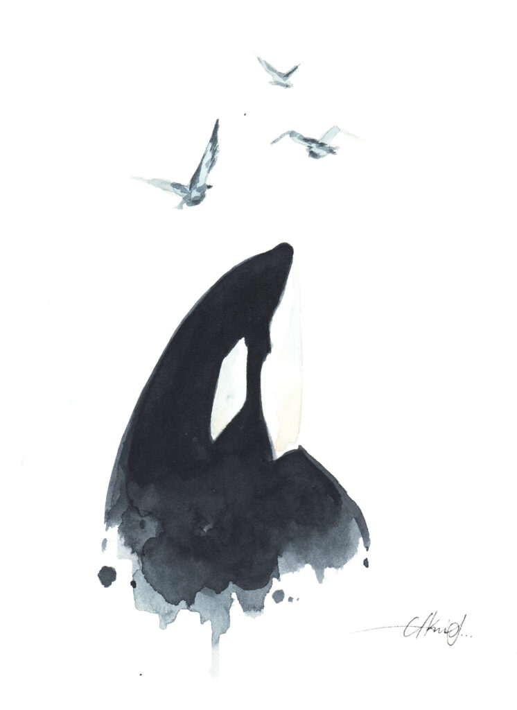 Acuarela sencilla de una orca saliendo del agua realizando spyhopping con fondo blanco. Por encima se dibujan tres pájaros volando.