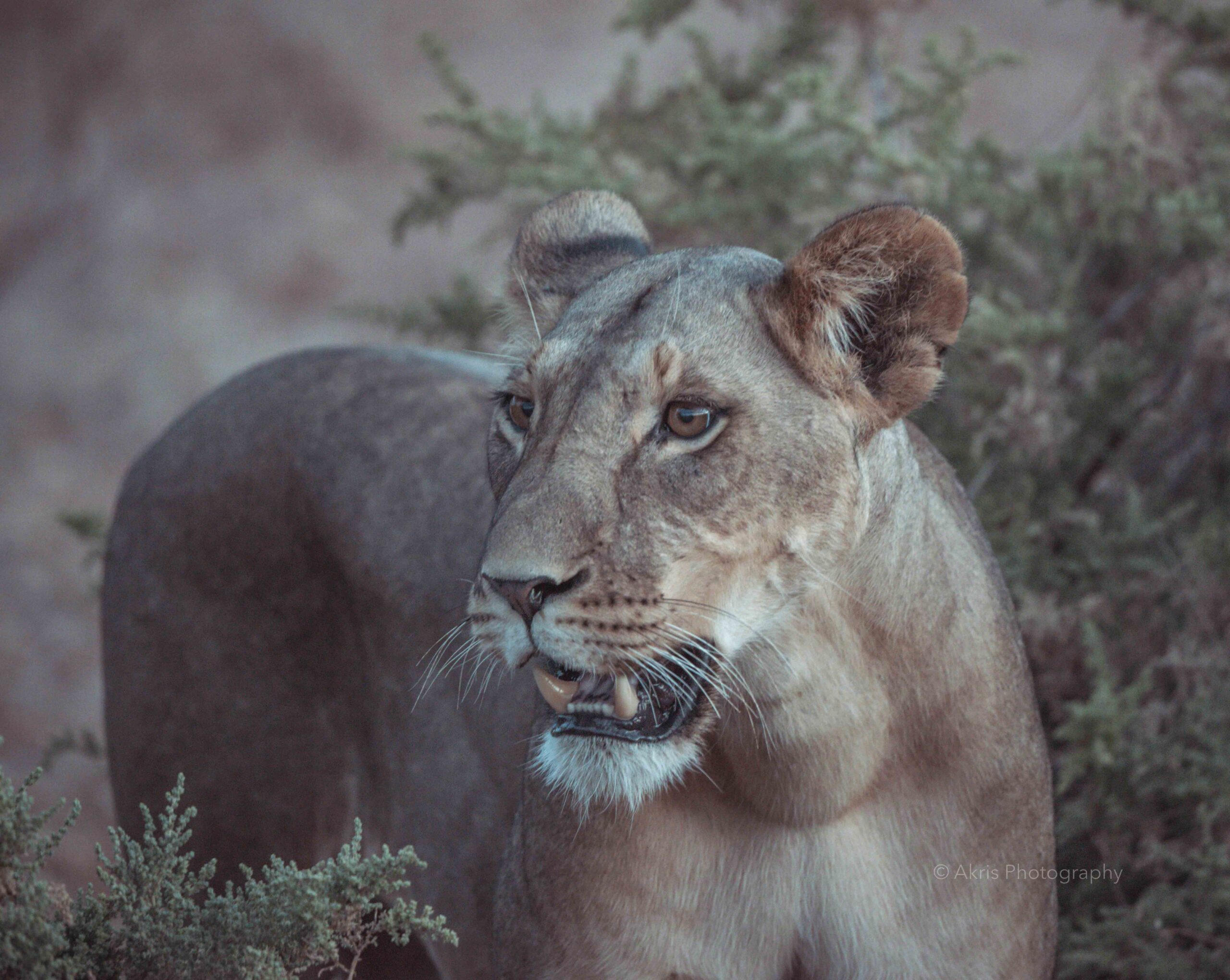 Lioness | Samburu, Kenya 2021