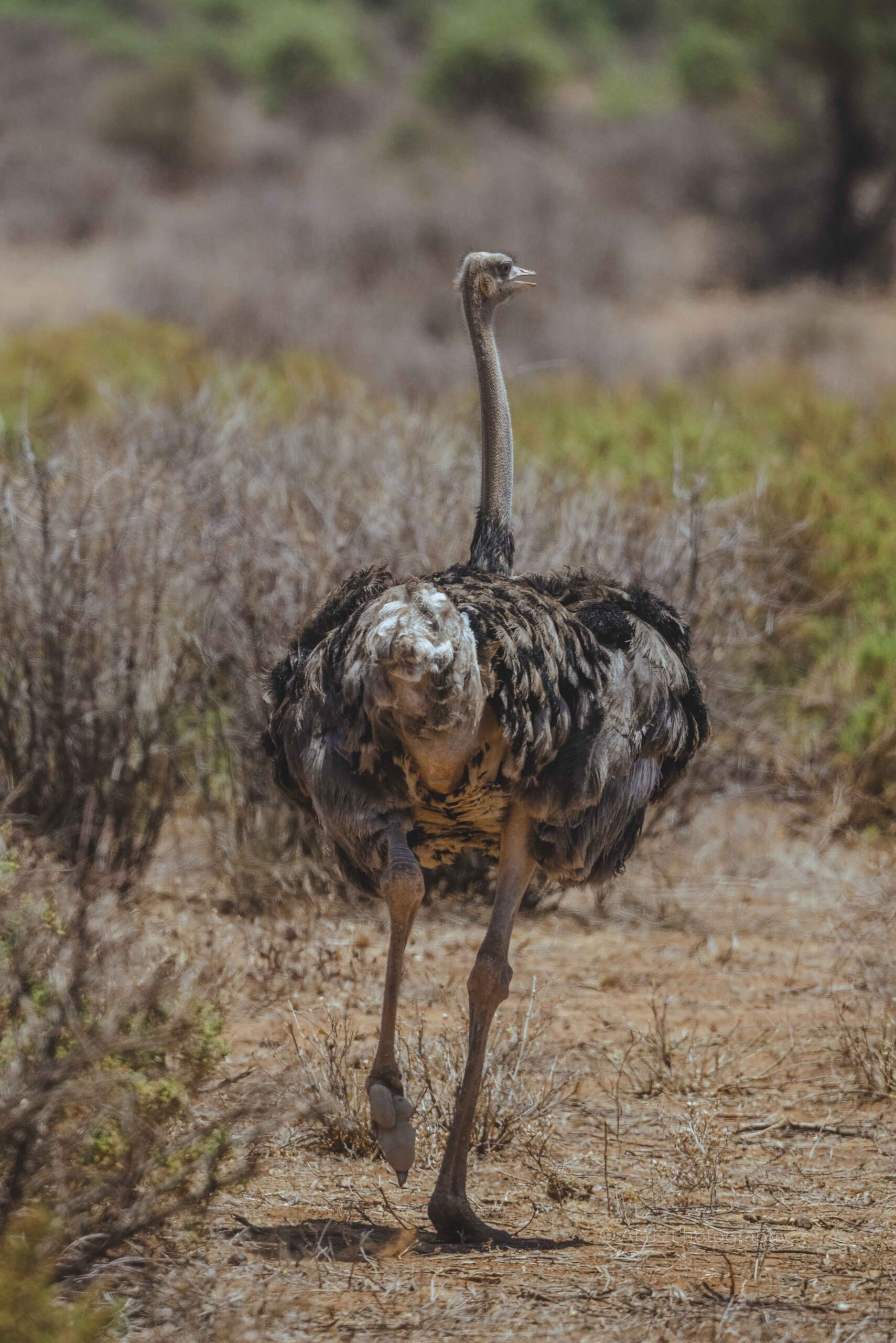 Female ostrich | Samburu, Kenya 2021