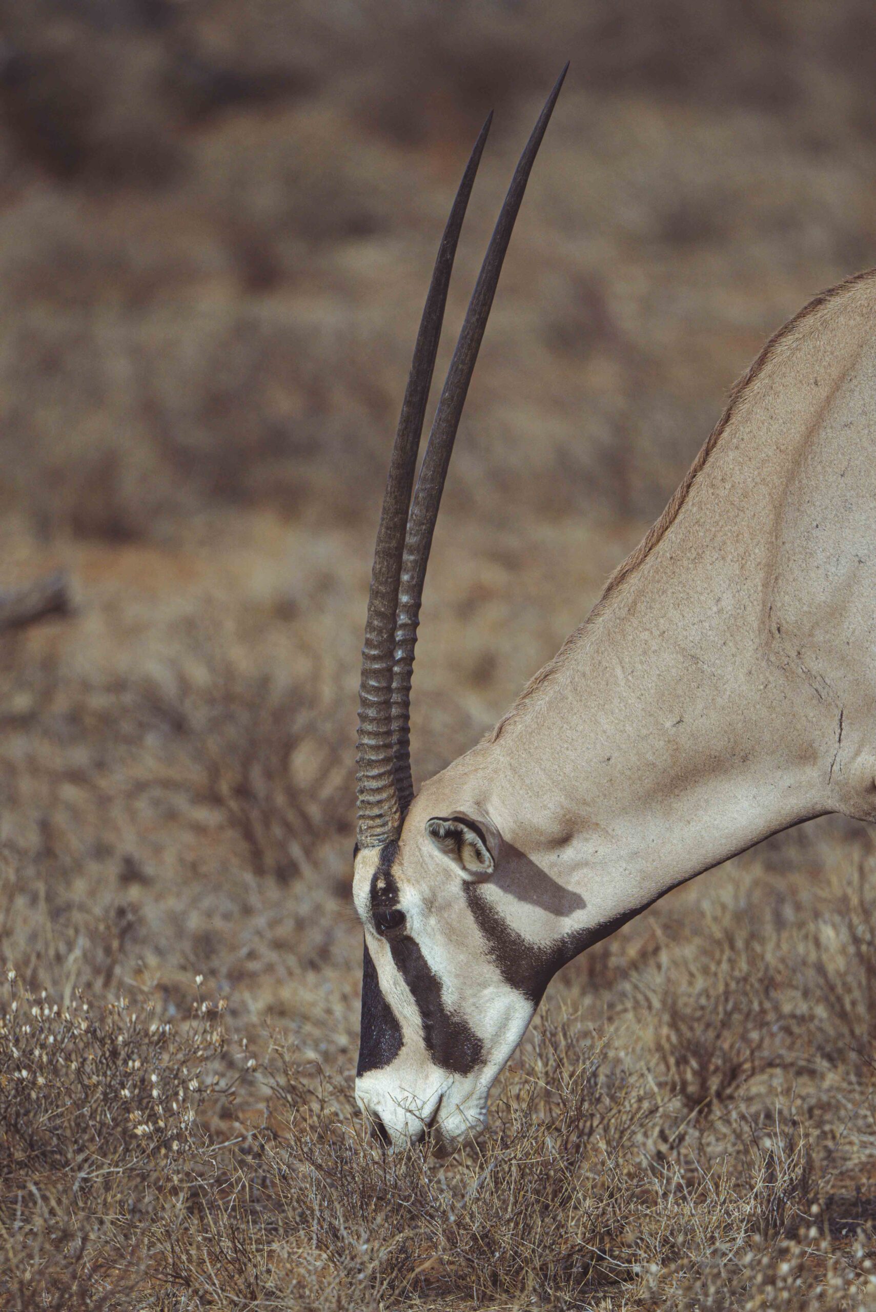 Oryx | Samburu, Kenya 2021