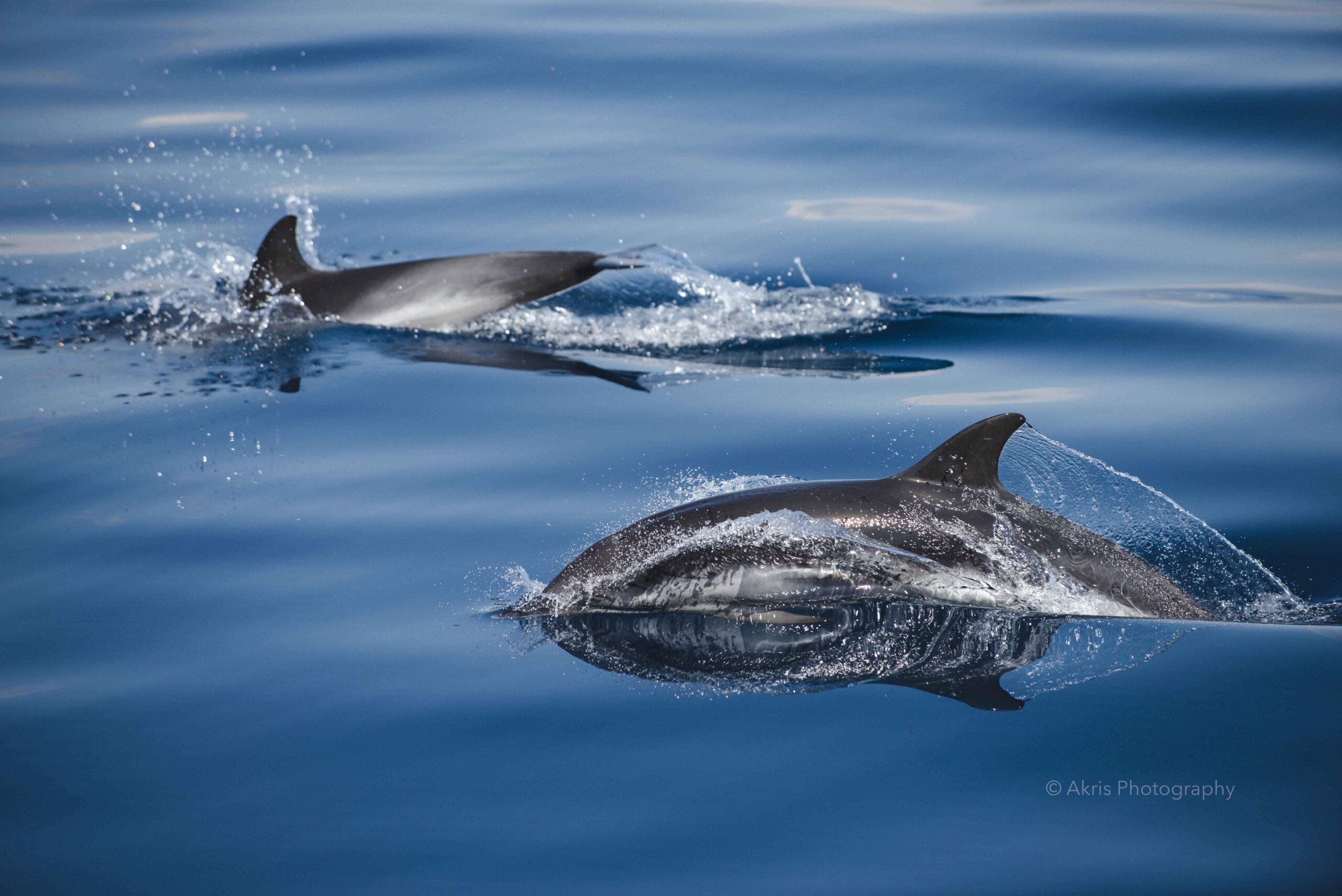 Striped dolphins  | Strait of Gibraltar 2022