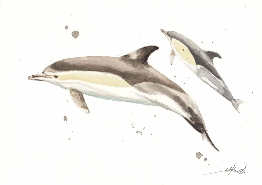 Short beaked common dolphins