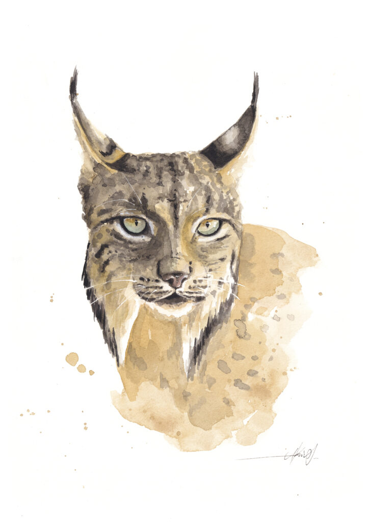 Lince 2