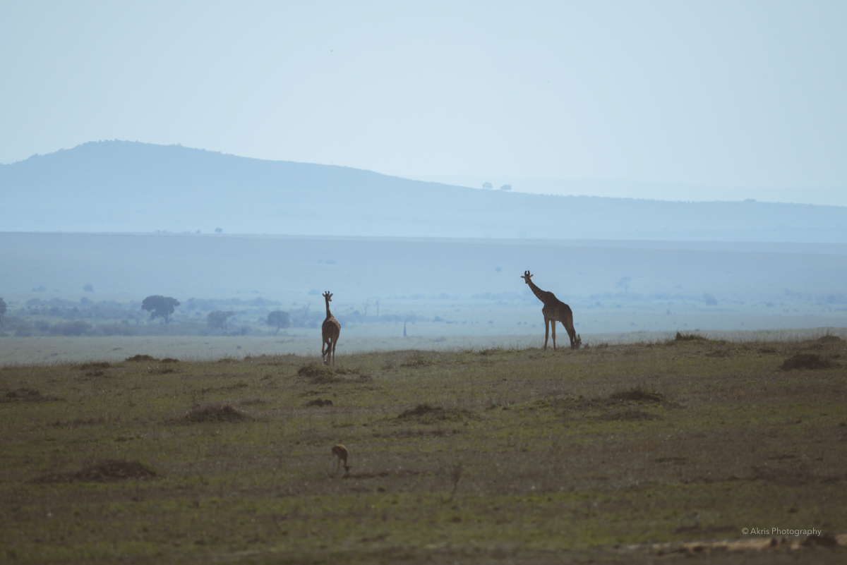 Masai Mara, Kenya. 2021