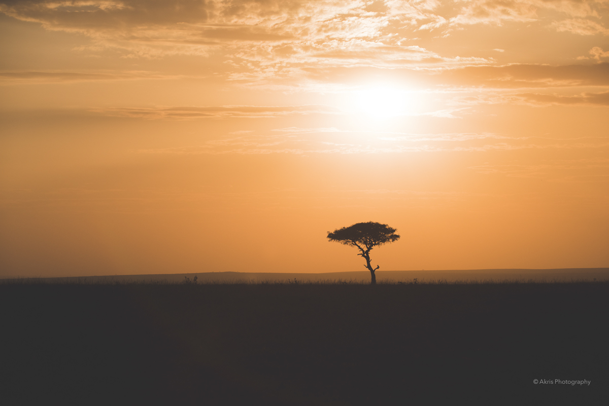 Atardecer en la sabana. Masai Mara, Kenya. 2021