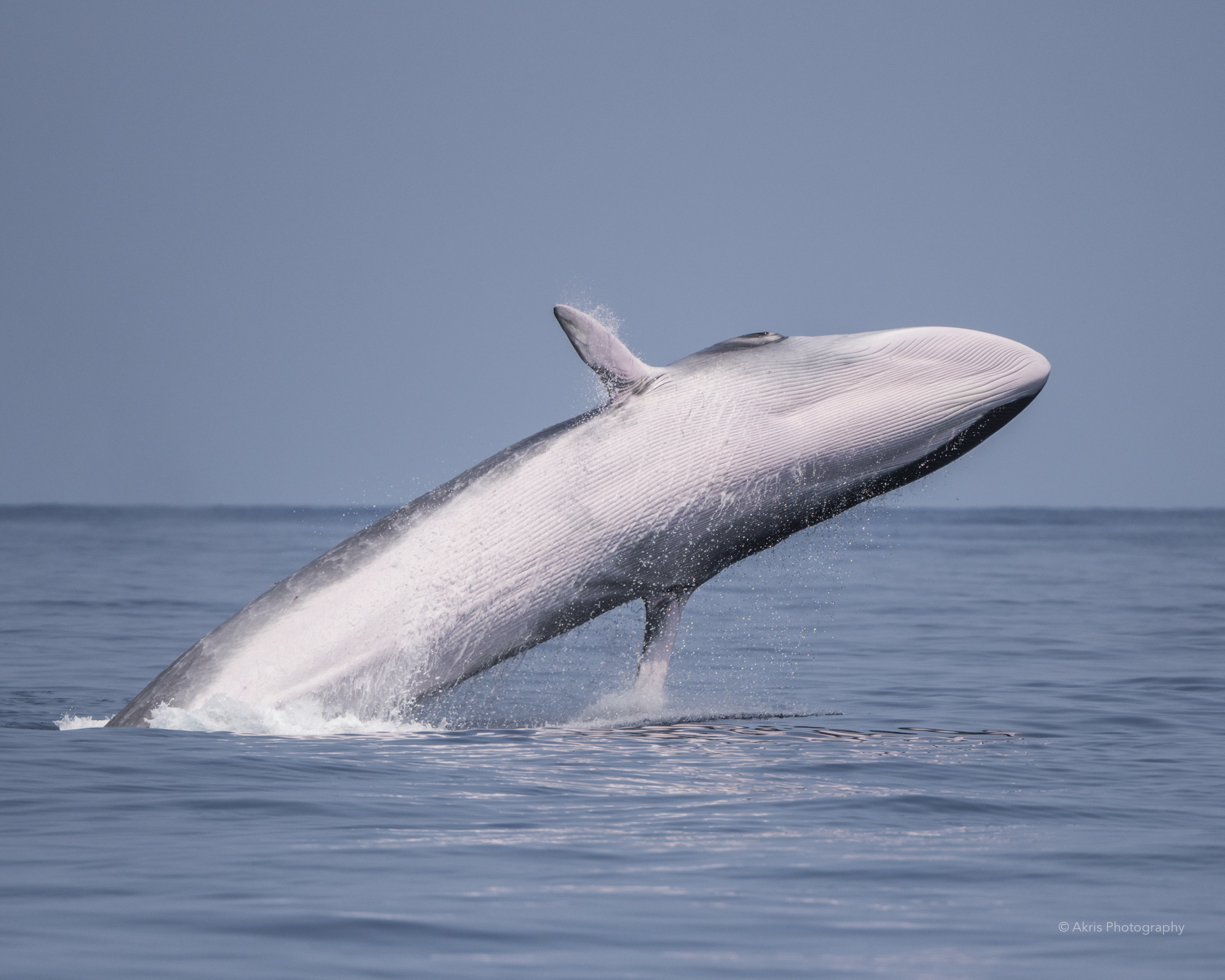Fin whale | Ligurian Sea 2023