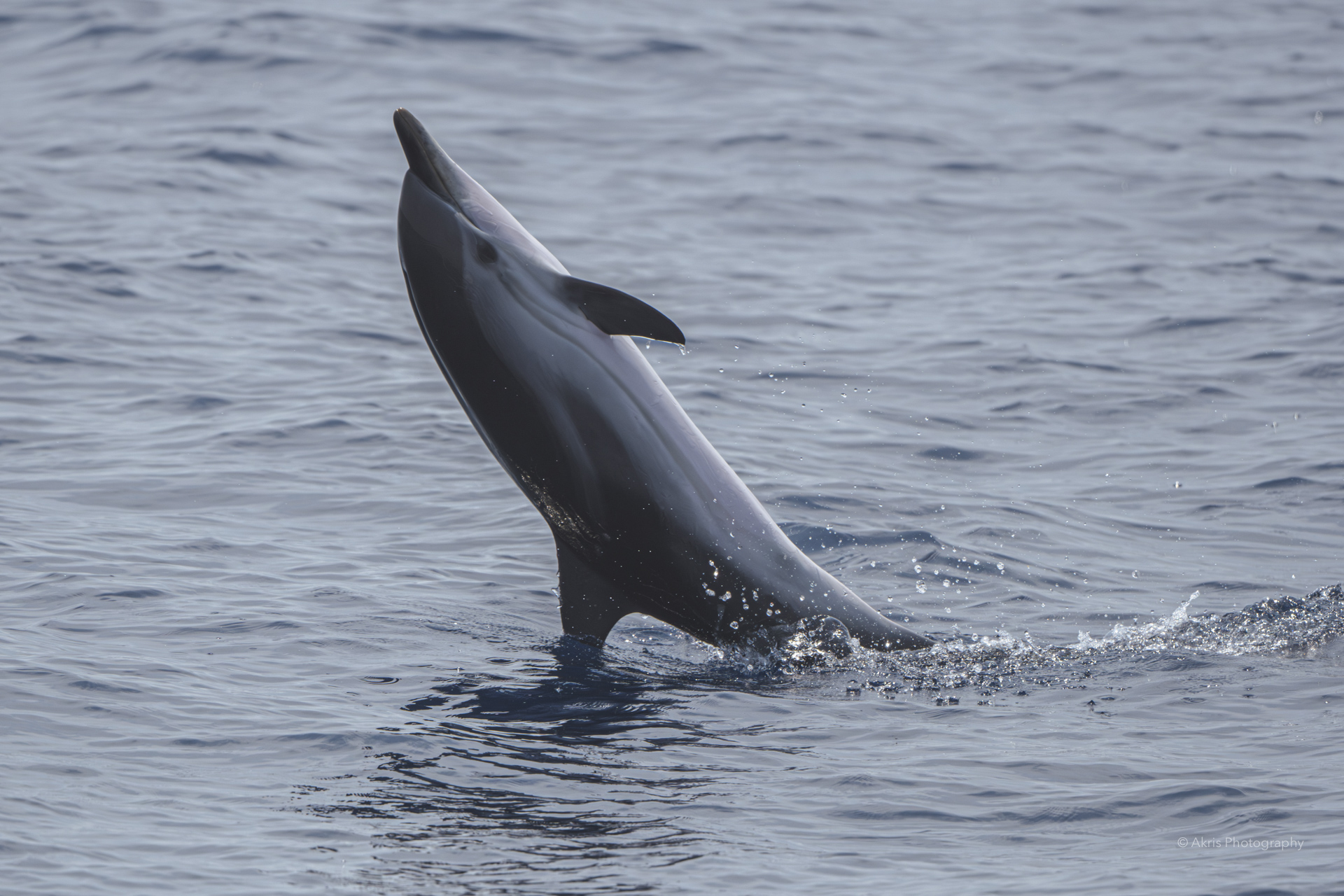 Striped dolphin | Mediterranean sea, 2023